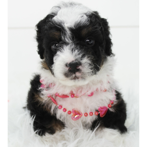 Bernedoodle Puppy Buddy
