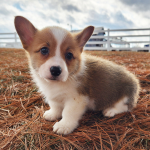 Pembroke Welsh Corgi Puppy Moberly