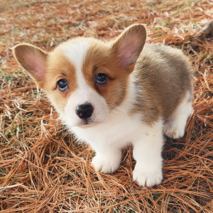 Pembroke Welsh Corgi Puppy Moberly