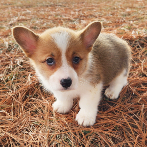Pembroke Welsh Corgi Puppy Moberly