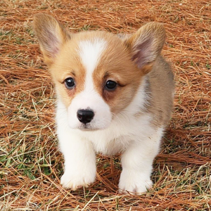 Pembroke Welsh Corgi Puppy Moberly