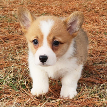 Pembroke Welsh Corgi Puppy Moberly