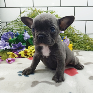 Frenchton Puppy Star