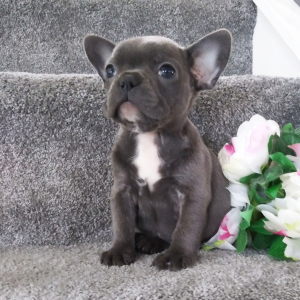 Frenchton Puppy Star