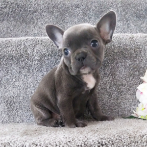 Frenchton Puppy Star