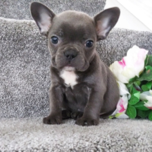 Frenchton Puppy Star