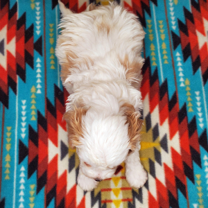 Cavapoo Puppy Lily