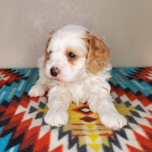 Cavapoo Puppy Lily