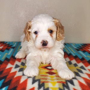 Cavapoo Puppy Lily