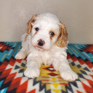 Cavapoo Puppy Lily