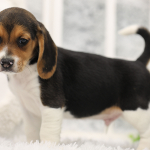 Beagle Puppy Rockos