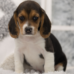 Beagle Puppy Rockos