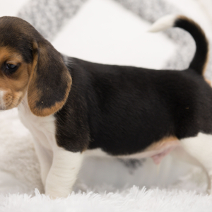 Beagle Puppy Rockos