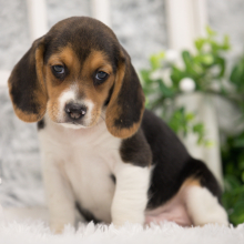 Beagle Puppy Rockos