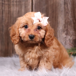 Cavapoo Puppy Izzy