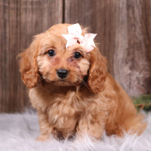 Cavapoo Puppy Izzy
