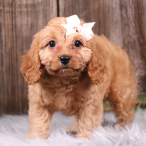 Cavapoo Puppy Izzy