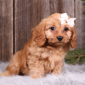 Cavapoo Puppy Izzy