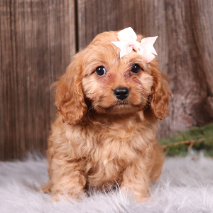 Cavapoo Puppy Izzy