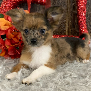 Chihuahua Puppy Ranae