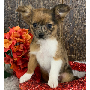 Chihuahua Puppy Ranae