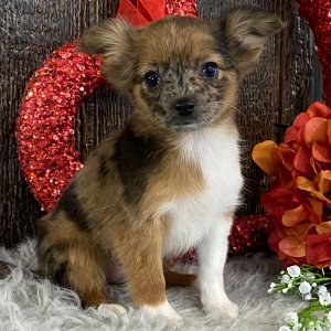 Chihuahua Puppy Ranae