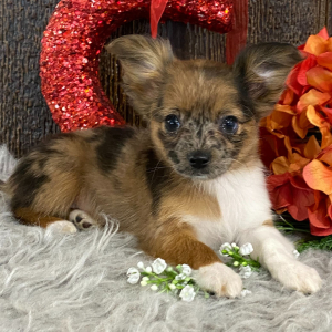 Chihuahua Puppy Ranae