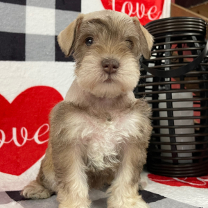 Miniature Schnauzer Puppy Angie
