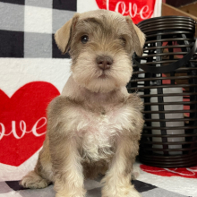 Miniature Schnauzer Puppy Angie
