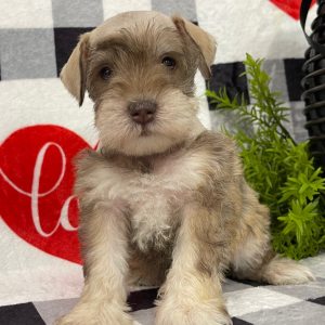 Miniature Schnauzer Puppy Angie