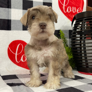 Miniature Schnauzer Puppy Angie