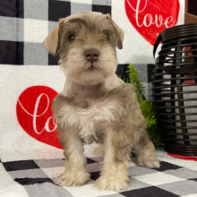 Miniature Schnauzer Puppy Angie