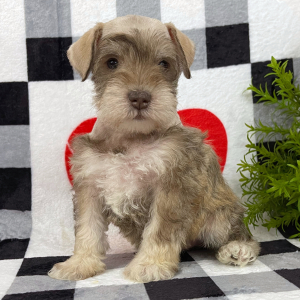 Miniature Schnauzer Puppy Angie