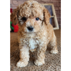 Cockapoo Puppy Abigail