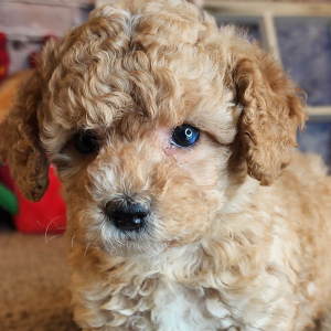 Cockapoo Puppy Abigail