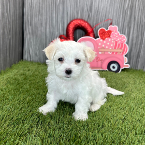 Maltese Puppy Logan