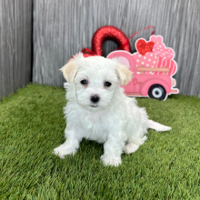 Maltese Puppy Logan