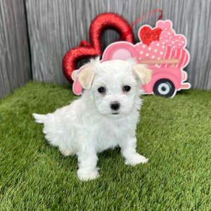 Maltese Puppy Logan