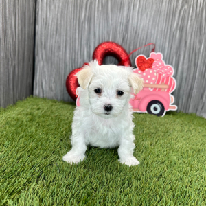 Maltese Puppy Logan