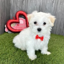Maltese Puppy Logan