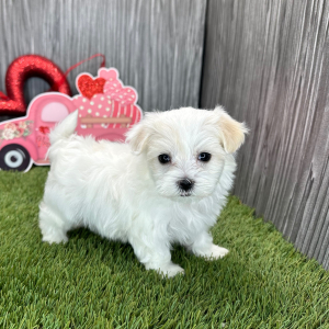 Maltese Puppy Luna