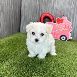 Maltese Puppy Luna