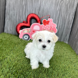Maltese Puppy Luna