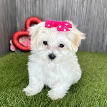 Maltese Puppy Luna