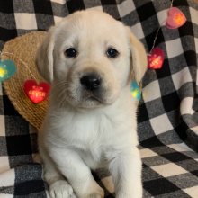 Labrador Retriever Puppy Chum