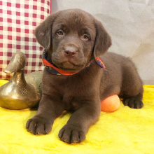 Labrador Retriever Puppy Paws
