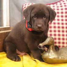 Labrador Retriever Puppy Paws