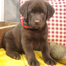 Labrador Retriever Puppy Paws