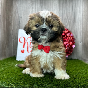 Shih Tzu Puppy Jerome