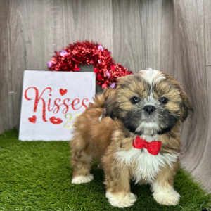 Shih Tzu Puppy Jerome